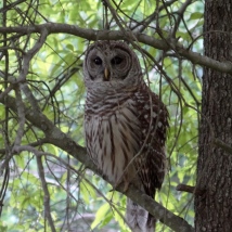 April: Owl Pays A Visit